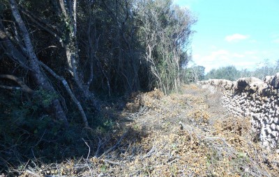 Tagli-boschivi.-Alessano-2