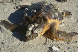 Guardie Zoofile in azione a Spiaggiabella, recuperato un esemplare spiaggiato di Tartaruga Caretta caretta - Corriere Salentino