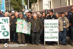 Xylella, gli agricoltori scendono in piazza: bloccato il centro di Lecce - Corriere Salentino