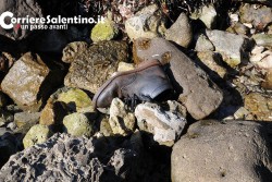 Scivola sugli scogli durante passeggiata con la moglie, muore 78enne - Corriere Salentino