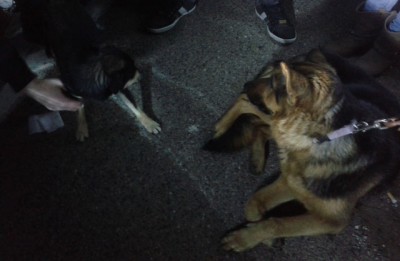 salvataggio-cani