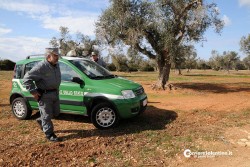 Al via il piano anti-xylella, verranno abbattuti centinaia di ulivi infetti in 16 comuni - Corriere Salentino