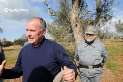 Xylella. Primo sopralluogo del commissario: “Situazione grave” - Corriere Salentino