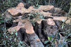 Ennesimo scempio ambientale, ulivi secolari tranciati per legna da ardere - Corriere Salentino