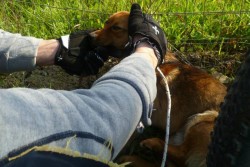 Cane di piccola taglia impiccato ad un palo, è salvo - Corriere Salentino