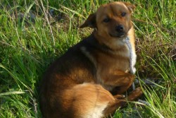 Cane di piccola taglia impiccato ad un palo, è salvo - Corriere Salentino