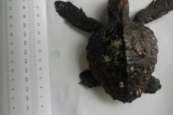 Porto Cesareo: recuperato un esemplare spiaggiato di tartaruga Caretta-Caretta - Corriere Salentino