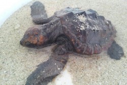 Porto Cesareo: recuperato un esemplare spiaggiato di tartaruga Caretta-Caretta - Corriere Salentino