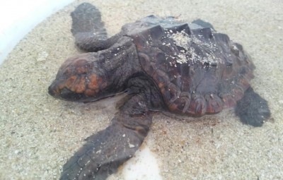 Tartaruga-caretta-caretta