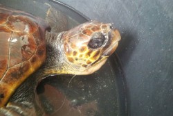 Porto Cesareo: i volontari dell'Amp salvano un altro esemplare di Tartagura Caretta Caretta - Corriere Salentino