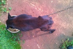 Deteneva animali in condizioni non idonee, un 30enne neretino nei guai - Corriere Salentino