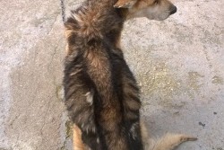 Deteneva animali in condizioni non idonee, un 30enne neretino nei guai - Corriere Salentino