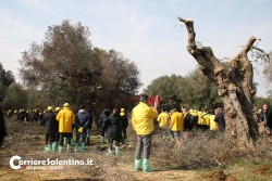 Al via il piano anti-xylella, verranno abbattuti centinaia di ulivi infetti in 16 comuni - Corriere Salentino