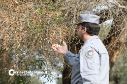 Al via il piano anti-xylella, verranno abbattuti centinaia di ulivi infetti in 16 comuni - Corriere Salentino