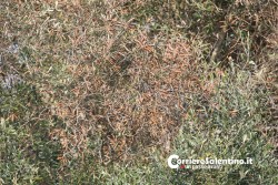 Al via il piano anti-xylella, verranno abbattuti centinaia di ulivi infetti in 16 comuni - Corriere Salentino