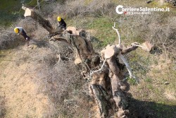Al via il piano anti-xylella, verranno abbattuti centinaia di ulivi infetti in 16 comuni - Corriere Salentino