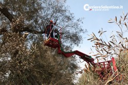 Al via il piano anti-xylella, verranno abbattuti centinaia di ulivi infetti in 16 comuni - Corriere Salentino