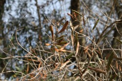 Al via il piano anti-xylella, verranno abbattuti centinaia di ulivi infetti in 16 comuni - Corriere Salentino