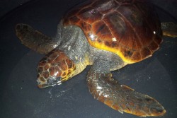 Porto Cesareo: i volontari dell'Amp salvano un altro esemplare di Tartagura Caretta Caretta - Corriere Salentino
