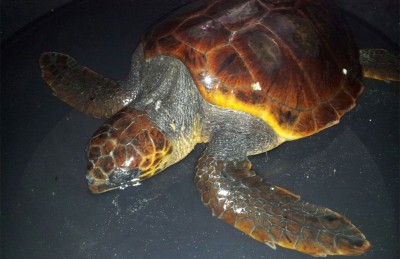 recupero-tartaruga