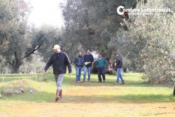 Al via il piano anti-xylella, verranno abbattuti centinaia di ulivi infetti in 16 comuni - Corriere Salentino