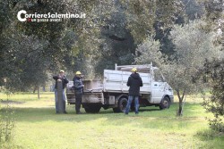 Al via il piano anti-xylella, verranno abbattuti centinaia di ulivi infetti in 16 comuni - Corriere Salentino