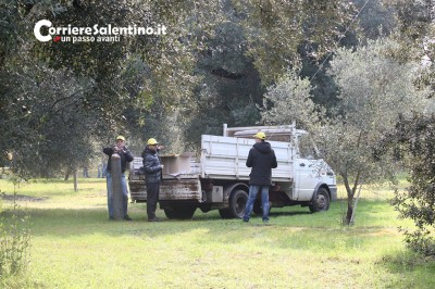 emergenza ulivi xylella