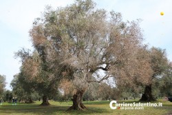 Al via il piano anti-xylella, verranno abbattuti centinaia di ulivi infetti in 16 comuni - Corriere Salentino