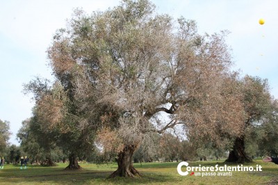 emergenza ulivi xylella