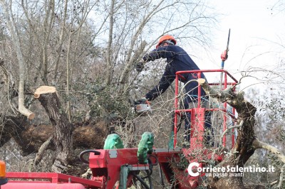 emergenza ulivi xylella