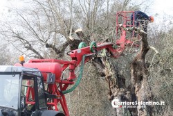 Al via il piano anti-xylella, verranno abbattuti centinaia di ulivi infetti in 16 comuni - Corriere Salentino