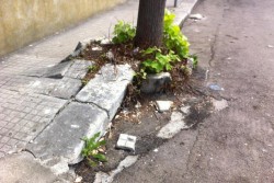 Dantes: "Viale Don Minzoni, un pessimo biglietto da visita. Possibile che Perrone non se ne accorga?" - Corriere Salentino