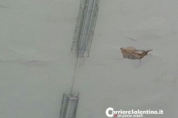 Scuole a pezzi, crollano calcinacci nelle elementari di Squinzano. - Corriere Salentino