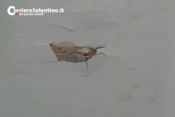 Scuole a pezzi, crollano calcinacci nelle elementari di Squinzano. - Corriere Salentino