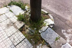 Dantes: "Viale Don Minzoni, un pessimo biglietto da visita. Possibile che Perrone non se ne accorga?" - Corriere Salentino