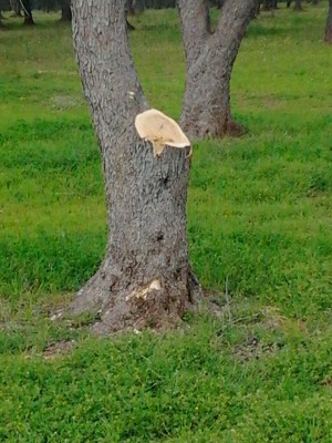 ALBERI TAGLIATI 3