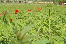 "Canapa, ritorno al futuro", al via la II° edizione della semina collettiva della canapa - Corriere Salentino