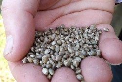 "Canapa, ritorno al futuro", al via la II° edizione della semina collettiva della canapa - Corriere Salentino