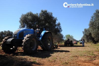 orgoglio salentino xylella (1)