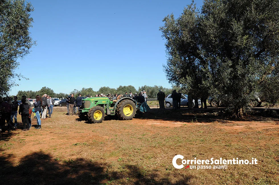 Xylella, Emiliano:”Olivicultura pugliese è gravemente minacciata, comprano suoli a 4 soldi in Salento”