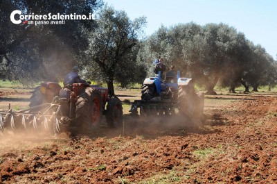 orgoglio salentino xylella (8)