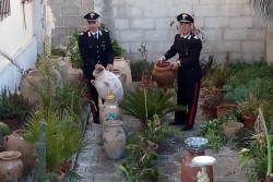 Un giardino botanico completamente "rubato", nei guai un 39enne - Corriere Salentino
