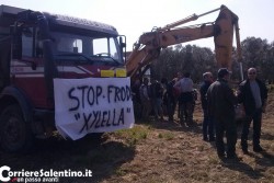 Xylella: in corso prime eradicazioni nel Brindisino nonostante le proteste degli ambientalisti - Corriere Salentino