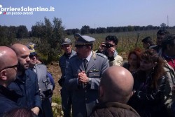 Xylella: in corso prime eradicazioni nel Brindisino nonostante le proteste degli ambientalisti - Corriere Salentino