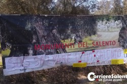 Xylella: in corso prime eradicazioni nel Brindisino nonostante le proteste degli ambientalisti - Corriere Salentino