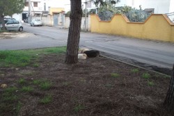 Trenta famiglie chiedono l’intervento del Comune: “Viviamo in mezzo a ratti e randagi: degrado insostenibile” - Corriere Salentino