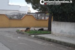 Trenta famiglie chiedono l’intervento del Comune: “Viviamo in mezzo a ratti e randagi: degrado insostenibile” - Corriere Salentino