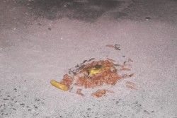 Trenta famiglie chiedono l’intervento del Comune: “Viviamo in mezzo a ratti e randagi: degrado insostenibile” - Corriere Salentino