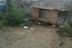 Trenta famiglie chiedono l’intervento del Comune: “Viviamo in mezzo a ratti e randagi: degrado insostenibile” - Corriere Salentino