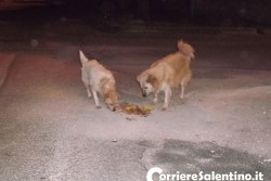 Trenta famiglie chiedono l’intervento del Comune: “Viviamo in mezzo a ratti e randagi: degrado insostenibile” - Corriere Salentino